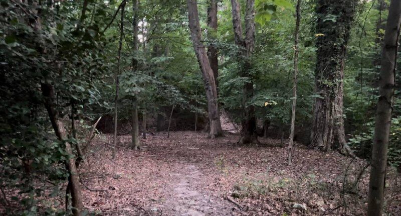The forest behind the house